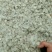 鱼鳞片