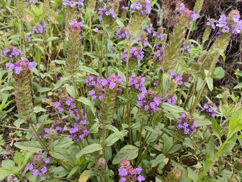 夏枯草