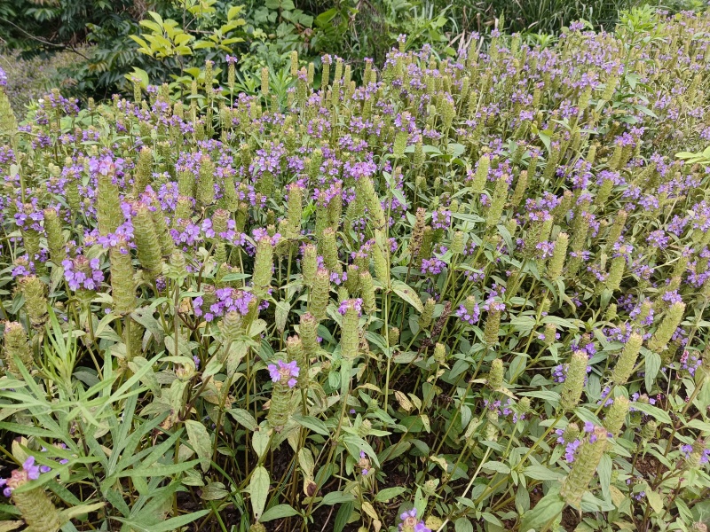 夏枯草