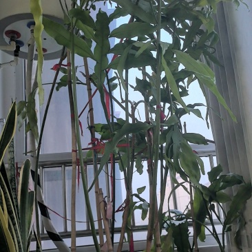 24年昙花年年开花