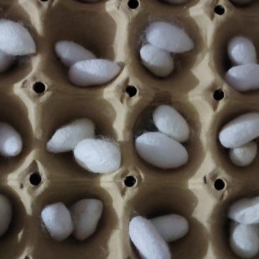 蚕茧