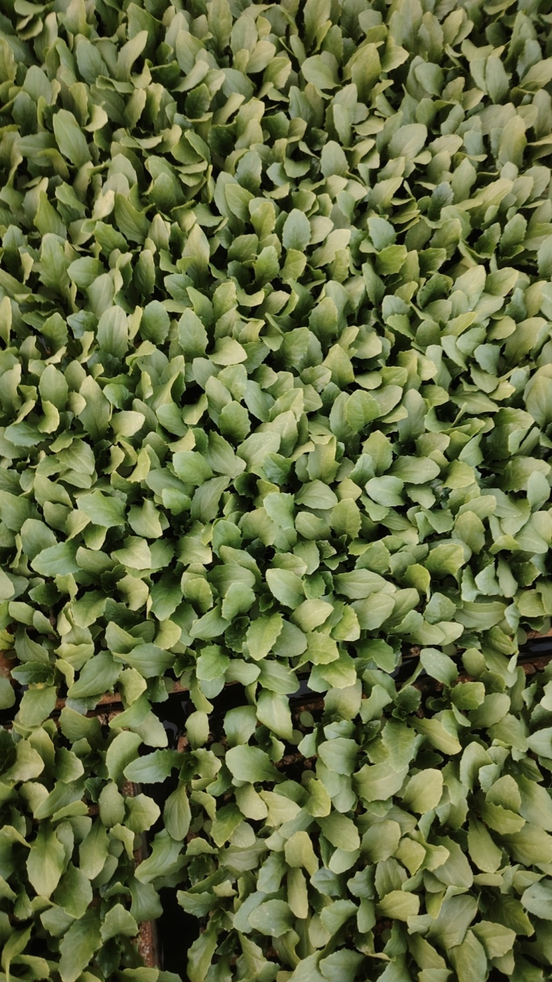 蔬菜苗