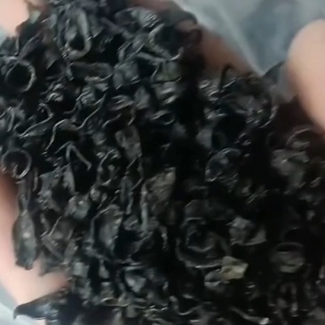 水蛭
