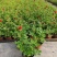 120【带苞】花盆栽四季开花好养花卉植物微型小月季阳台党大花