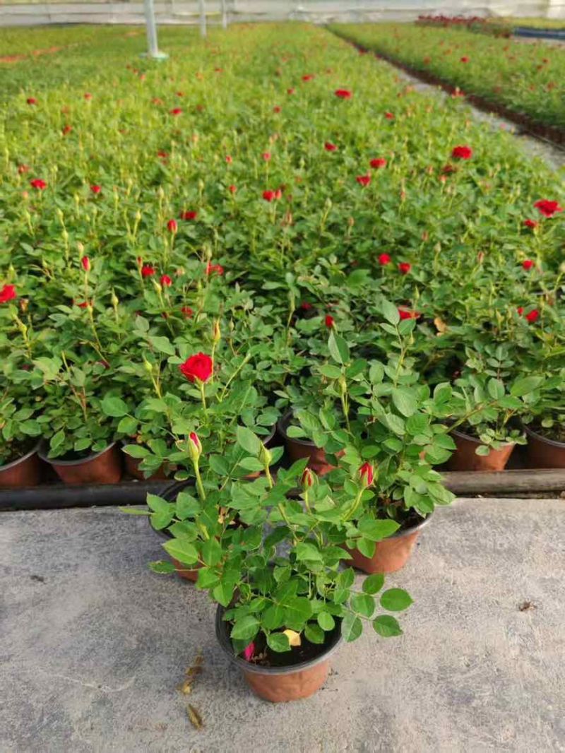 120【带苞】花盆栽四季开花好养花卉植物微型小月季阳台党大花