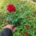 120【带苞】花盆栽四季开花好养花卉植物微型小月季阳台党大花