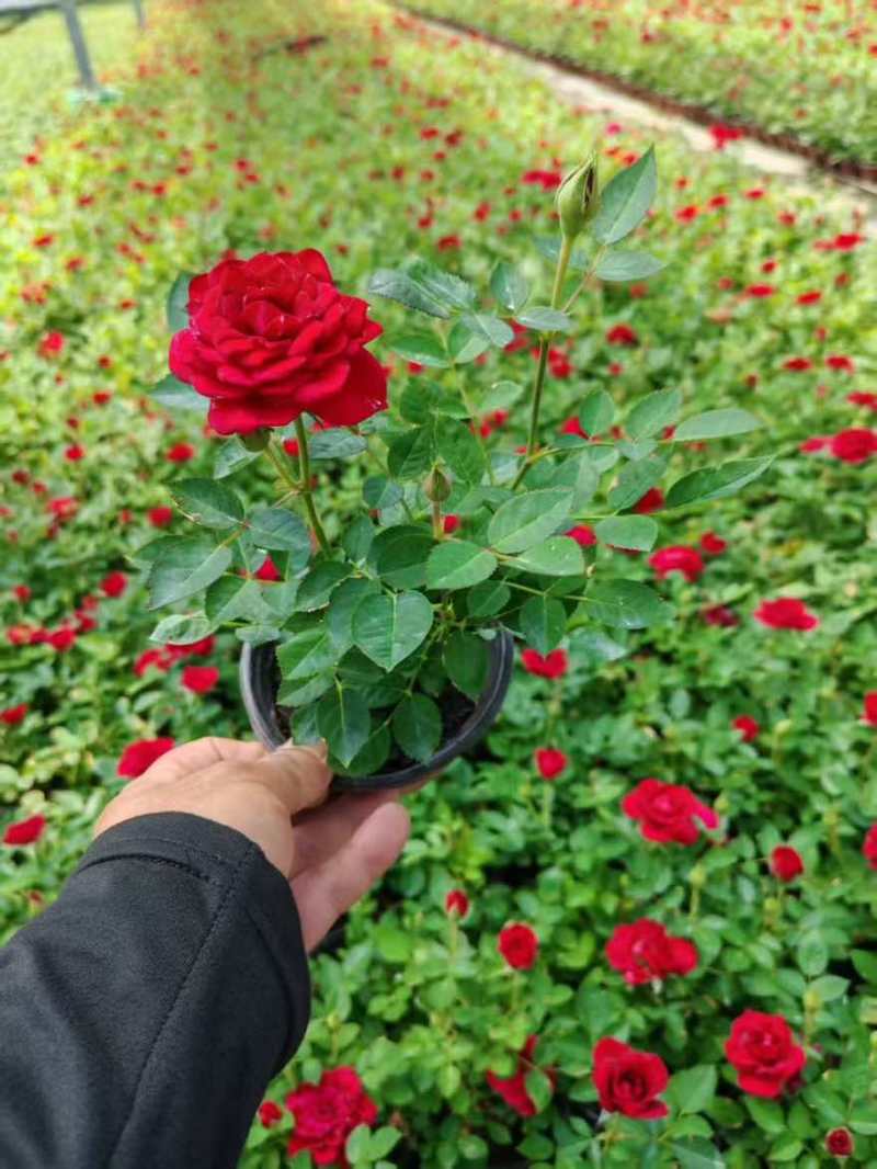 120【带苞】花盆栽四季开花好养花卉植物微型小月季阳台党大花