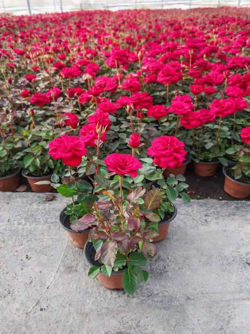 120【带苞】花盆栽四季开花好养花卉植物微型小月季阳台党大花