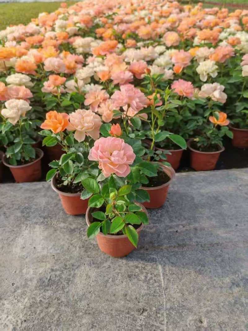 120【带苞】花盆栽四季开花好养花卉植物微型小月季阳台党大花