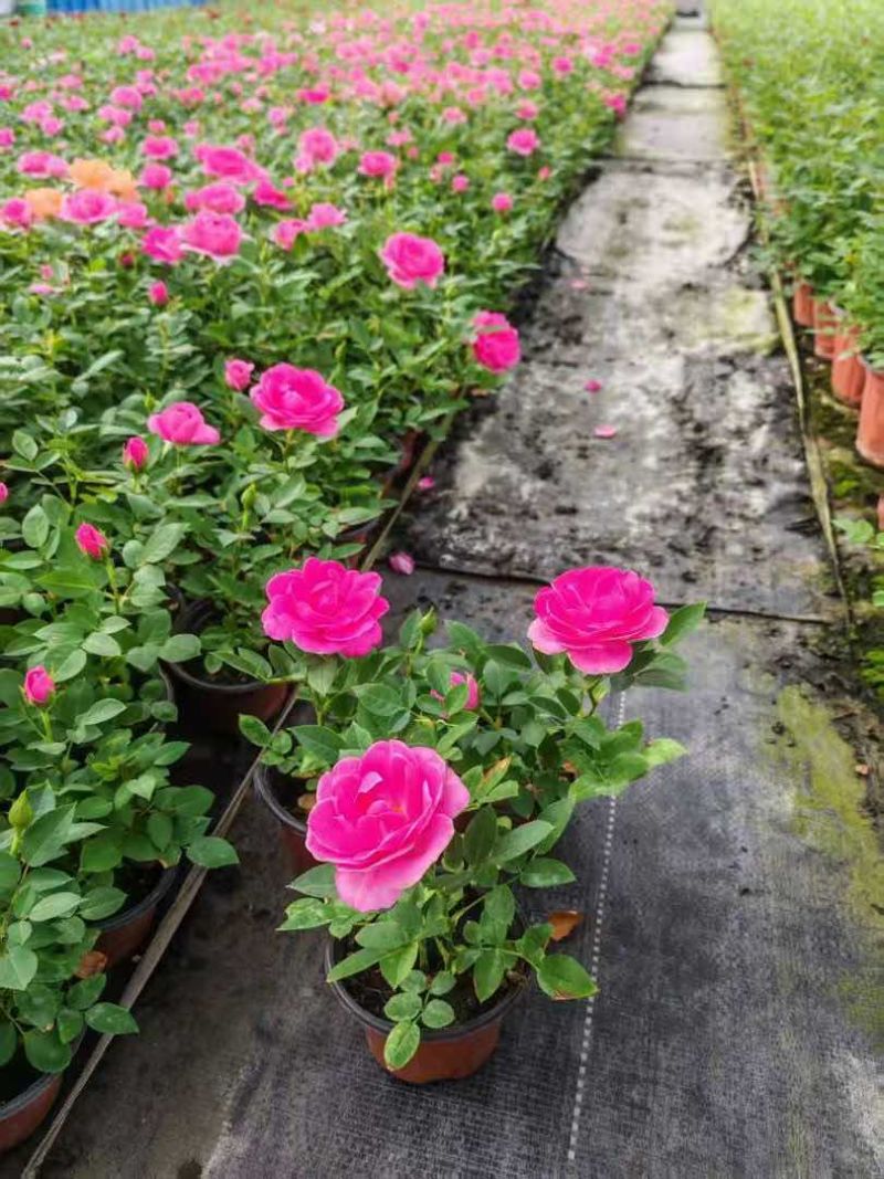 120【带苞】花盆栽四季开花好养花卉植物微型小月季阳台党大花