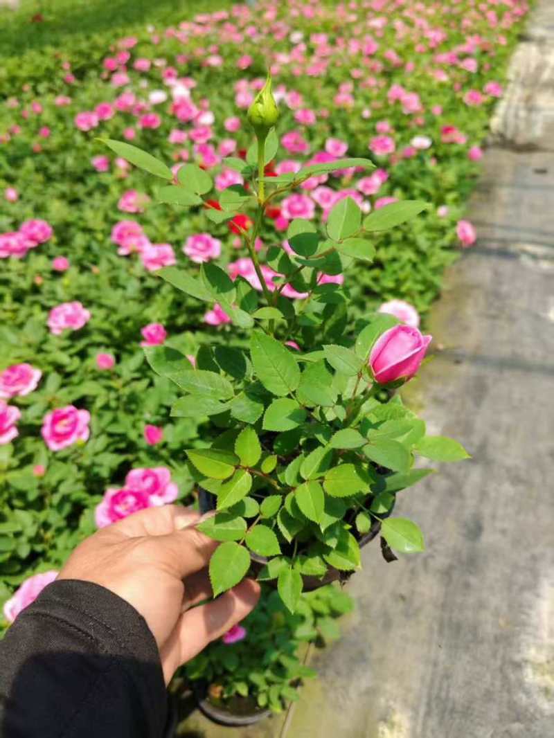 120【带苞】花盆栽四季开花好养花卉植物微型小月季阳台党大花