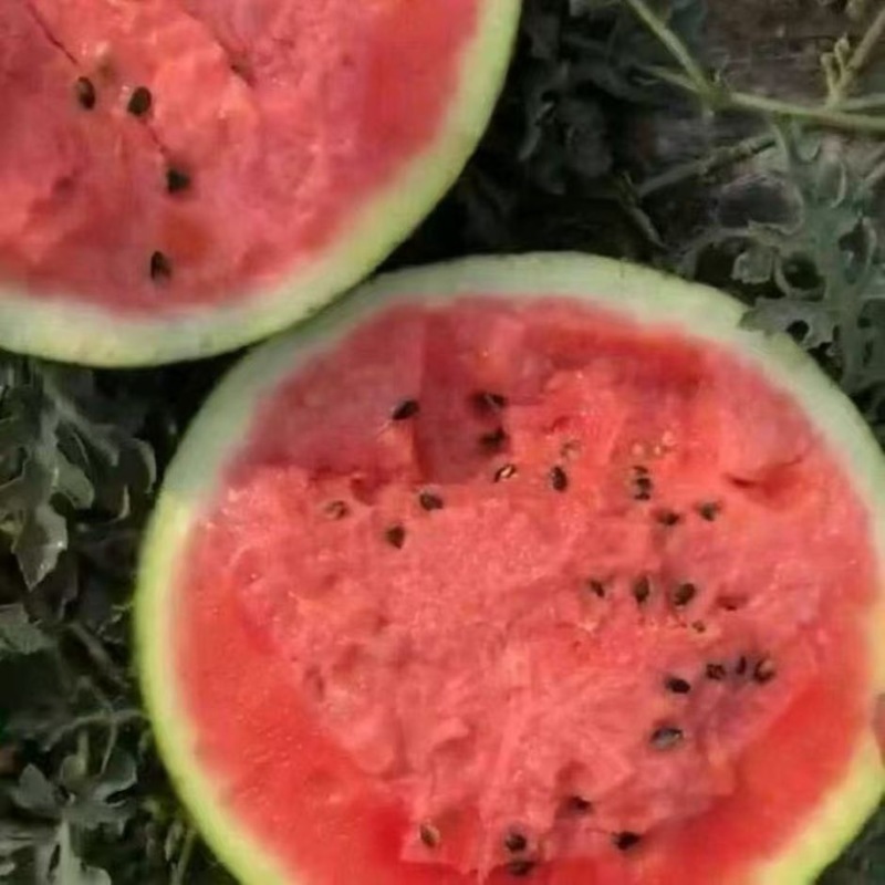甜王西瓜