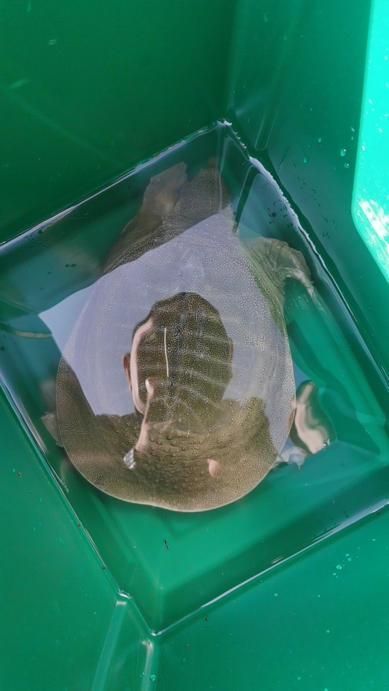 甲鱼，三斤以上