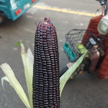 头茬黑玉米