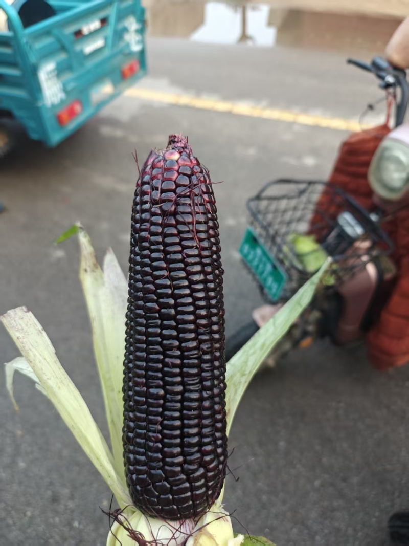 头茬黑玉米