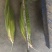 头茬黑玉米