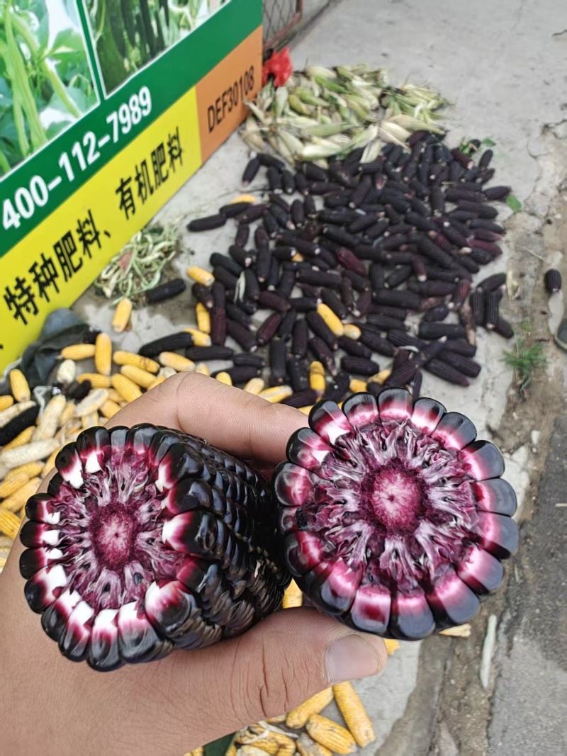 头茬黑玉米