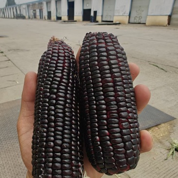 小黑玉米