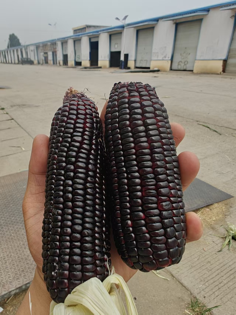 小黑玉米