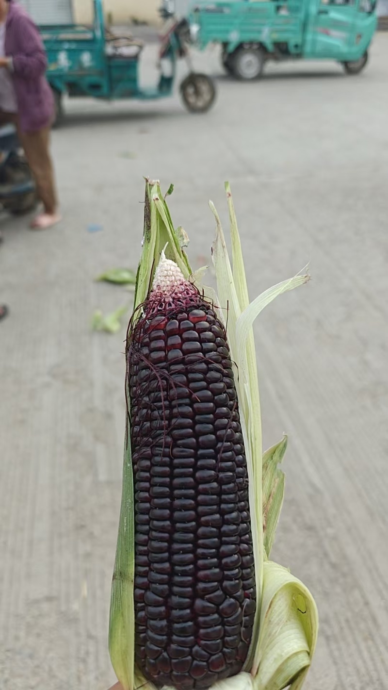 小黑玉米