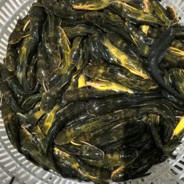 昂刺鱼