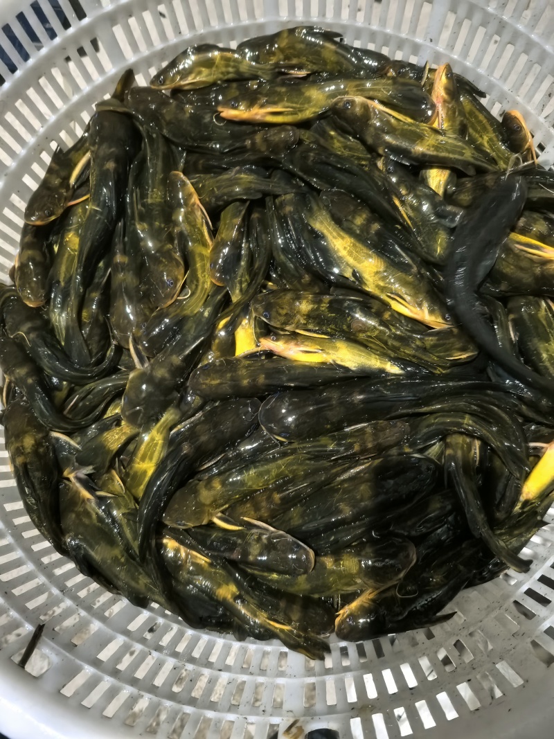 昂刺鱼