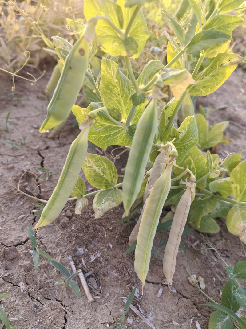 碗豆荚