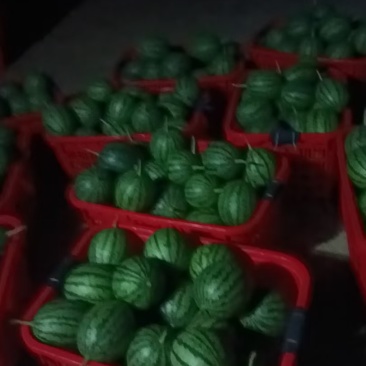 自家精品小吊瓜大量上市