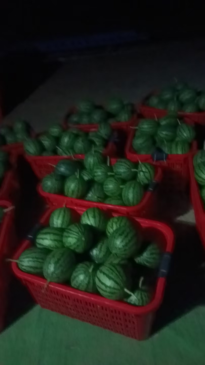 自家精品小吊瓜大量上市