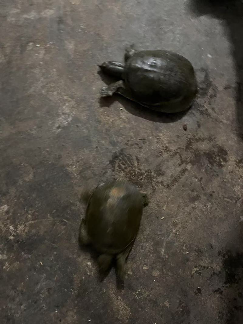 野生甲鱼
