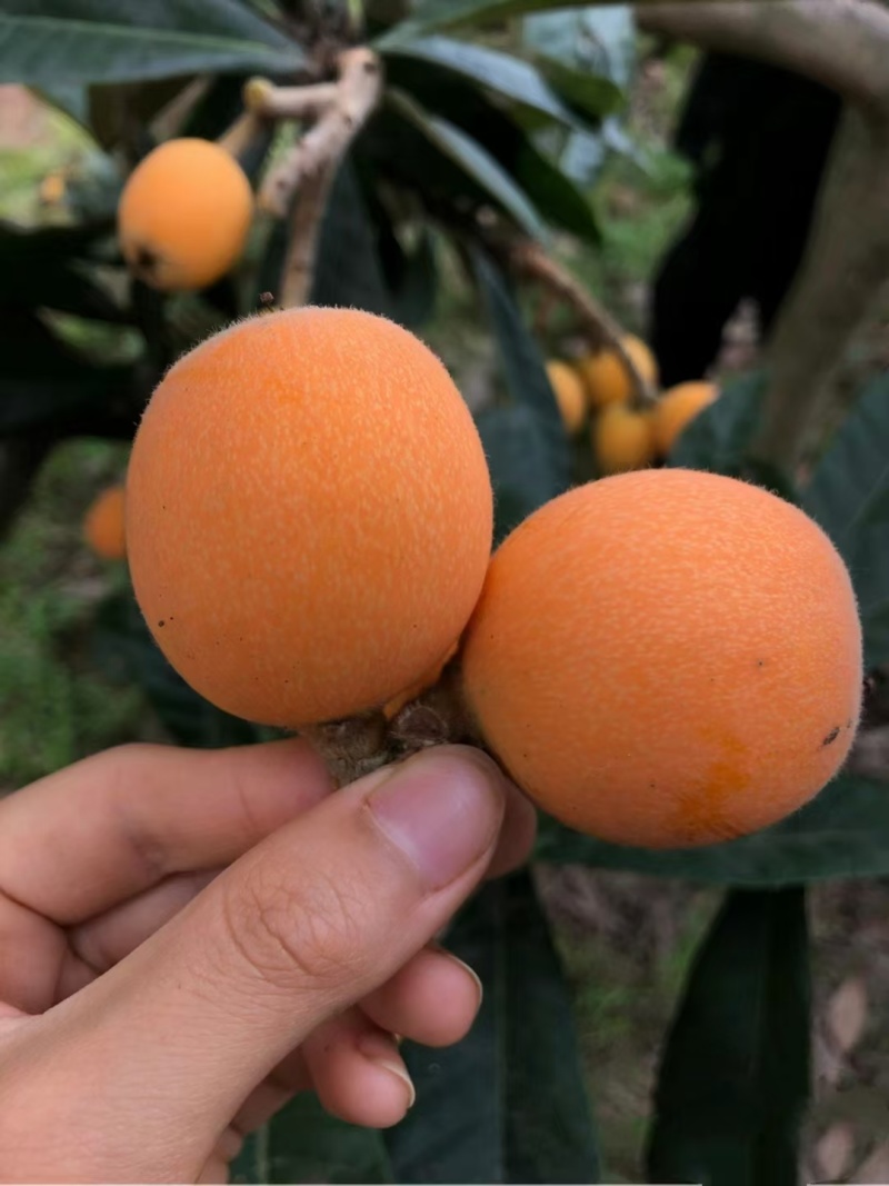 云南黄华枇杷节