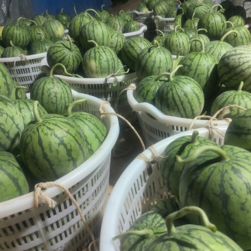 口口脆，甜度高