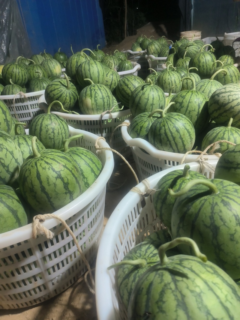 口口脆，甜度高