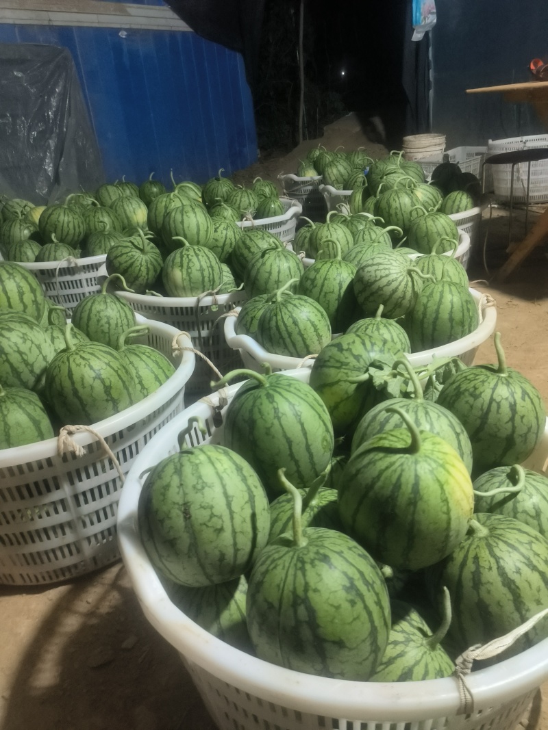 口口脆，甜度高