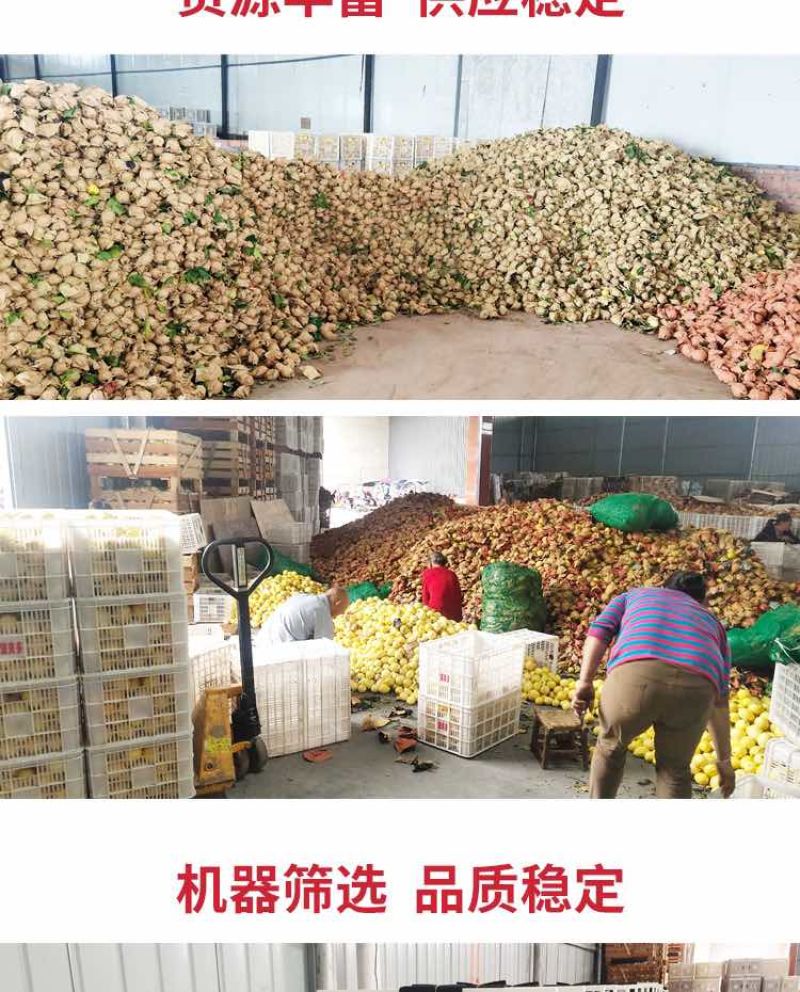 正宗安岳柠檬整车批发，代办，电商一件代发