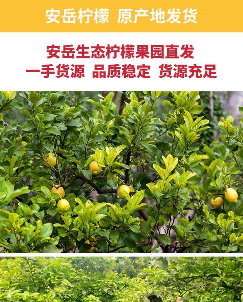 正宗安岳柠檬整车批发，代办，电商一件代发