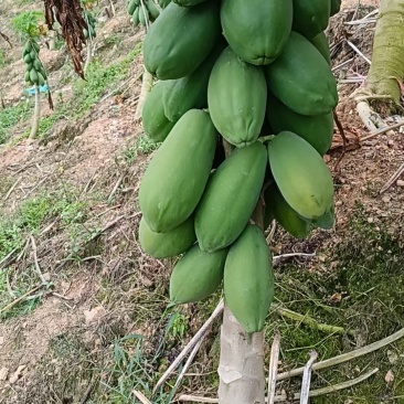 红心木瓜