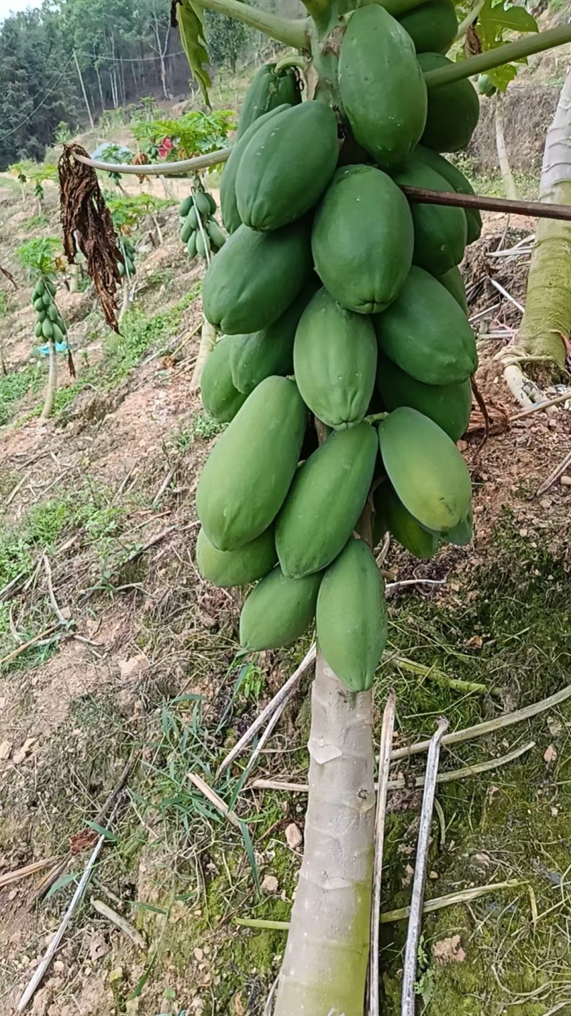 红心木瓜