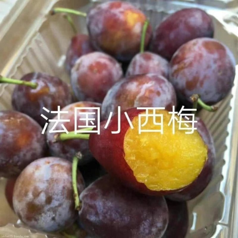 红西梅