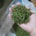 黄山云雾茶