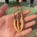 高海拔新鲜冬虫夏草产地直供