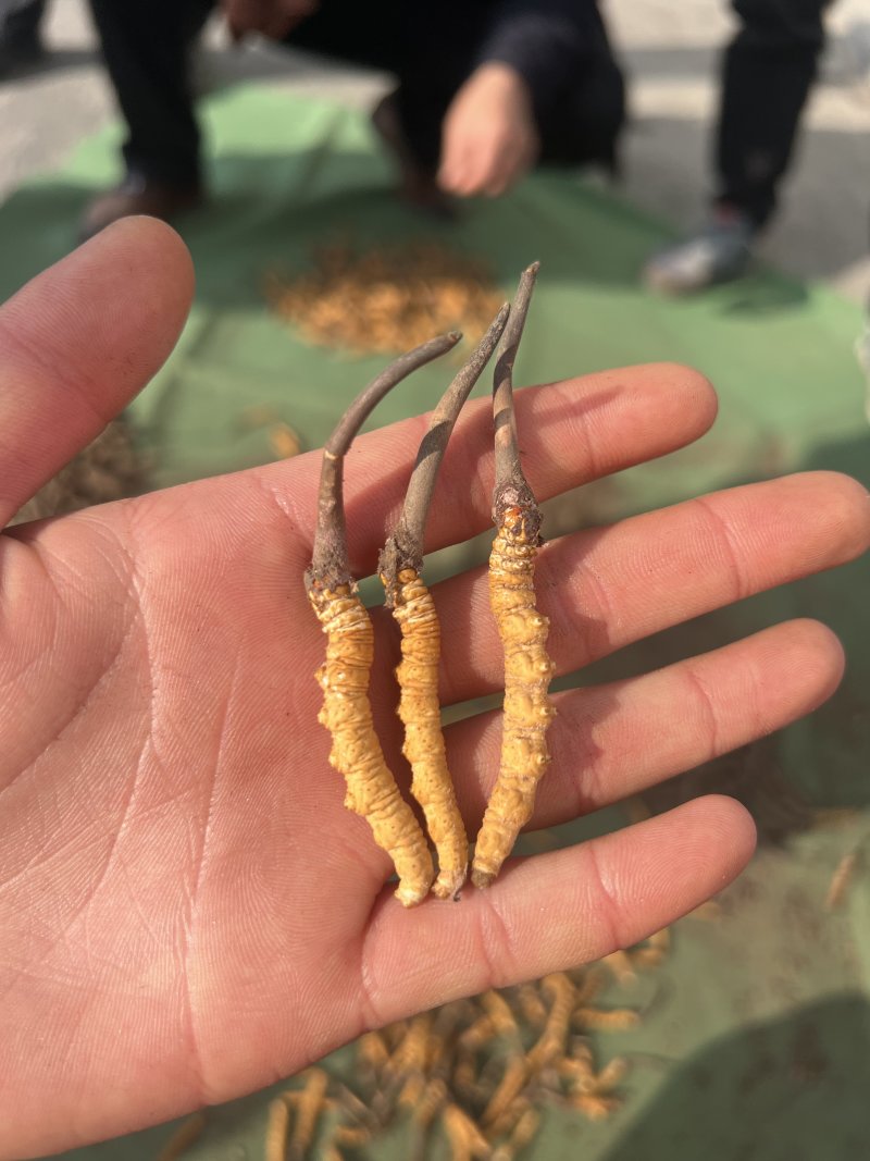 高海拔新鲜冬虫夏草产地直供
