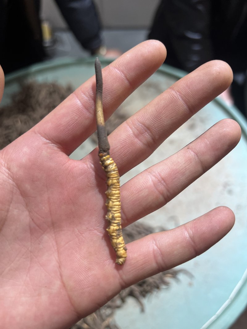 高海拔新鲜冬虫夏草产地直供