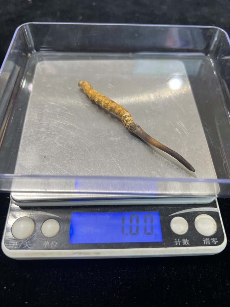 高海拔新鲜冬虫夏草产地直供