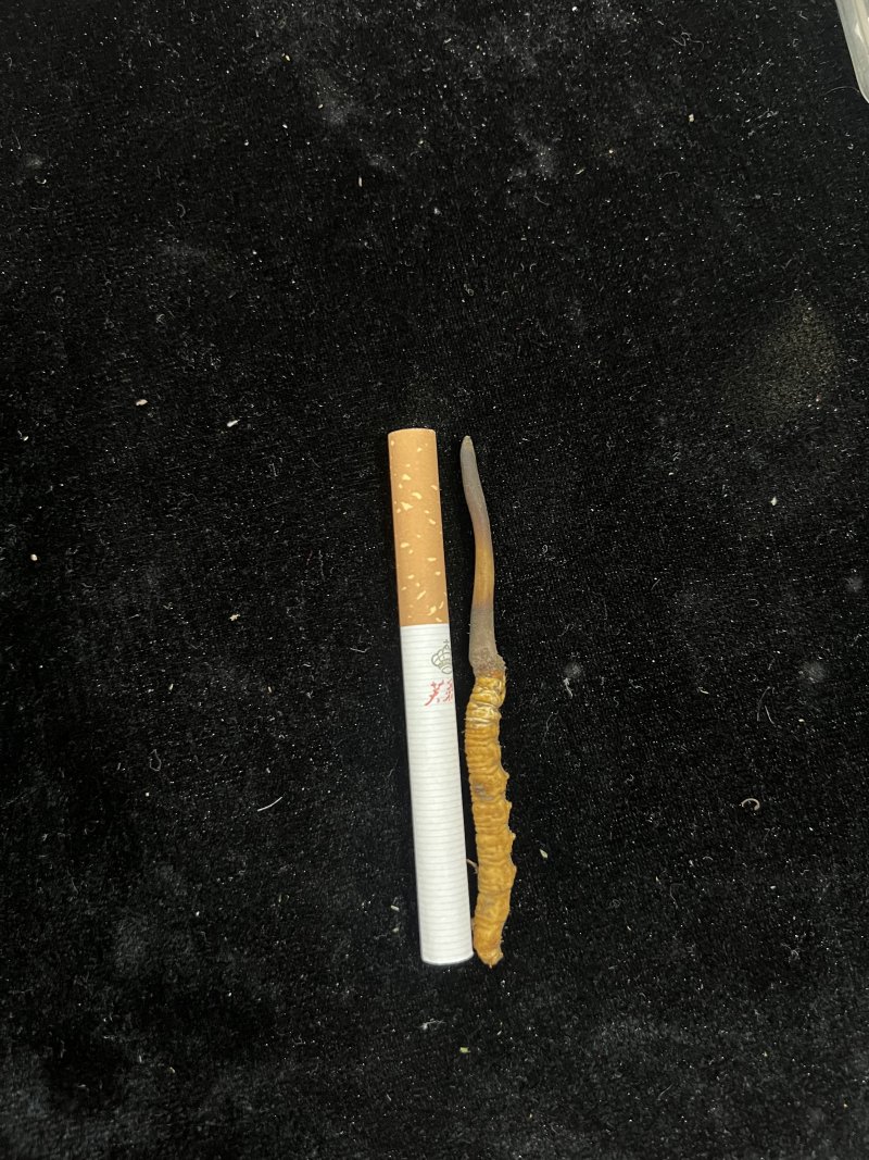 高海拔新鲜冬虫夏草产地直供
