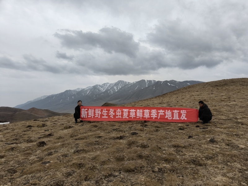 高海拔新鲜冬虫夏草产地直供