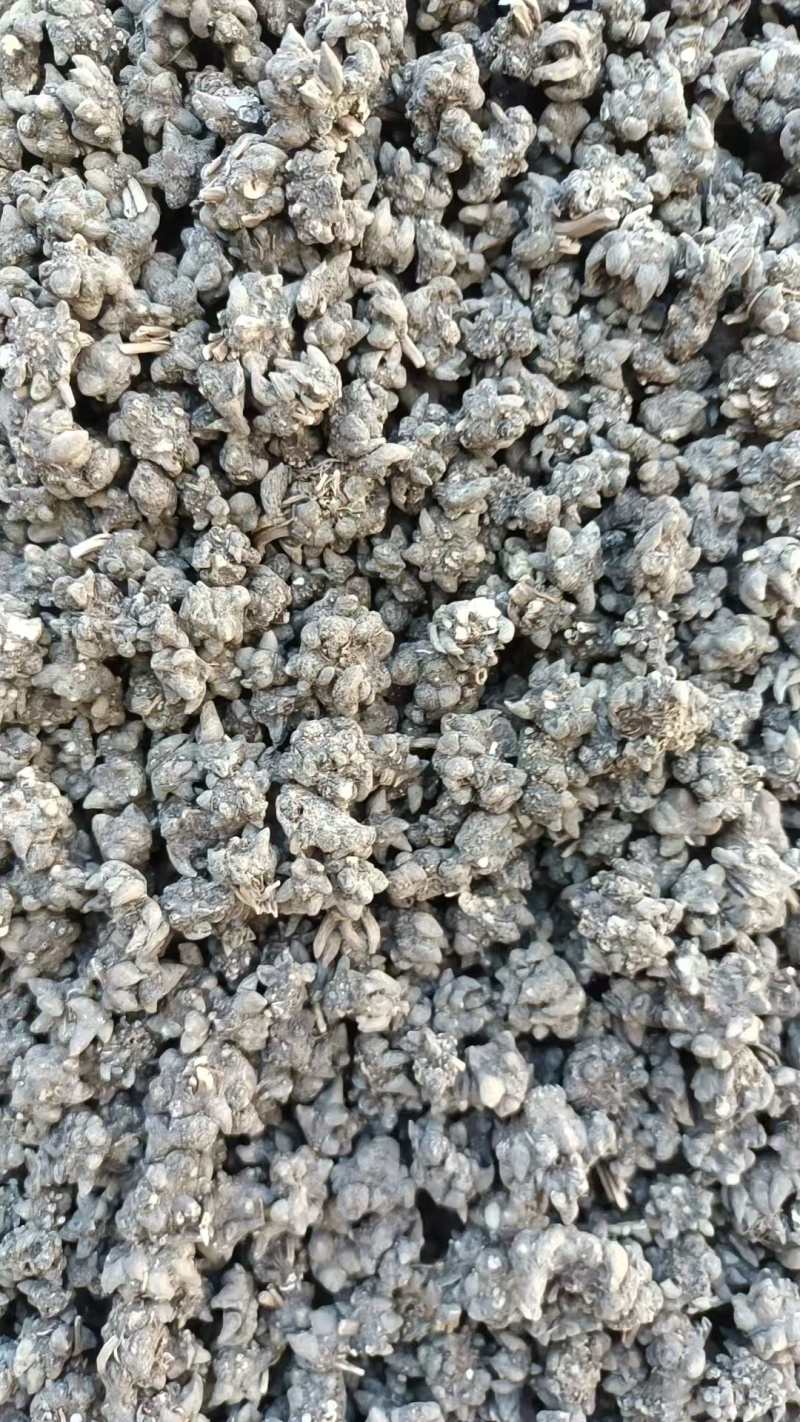 出售猫爪草