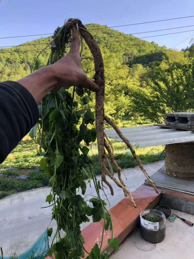 纯野生党参，大条，超大条，可遇不可求的好东西，炖汤，药膳泡酒