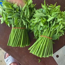 树仔菜小支品种脆甜香