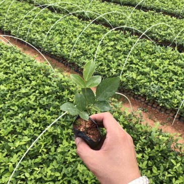 粉薯中叶牛大力苗